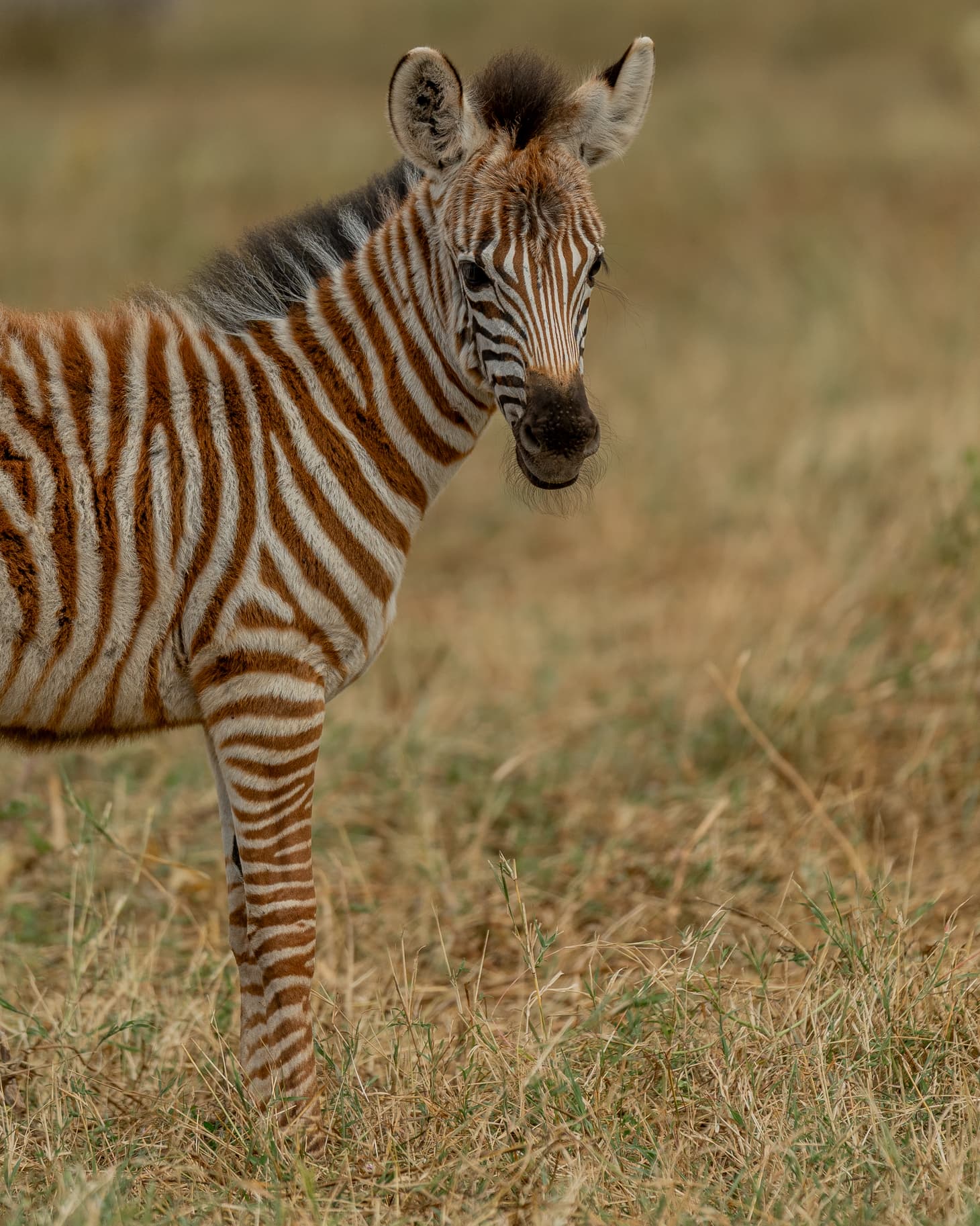 Mikumi National Park