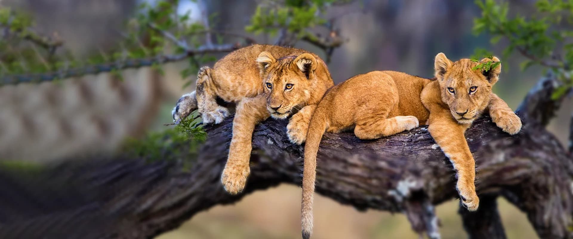3 -Days safari: Selous park from Zanzibar