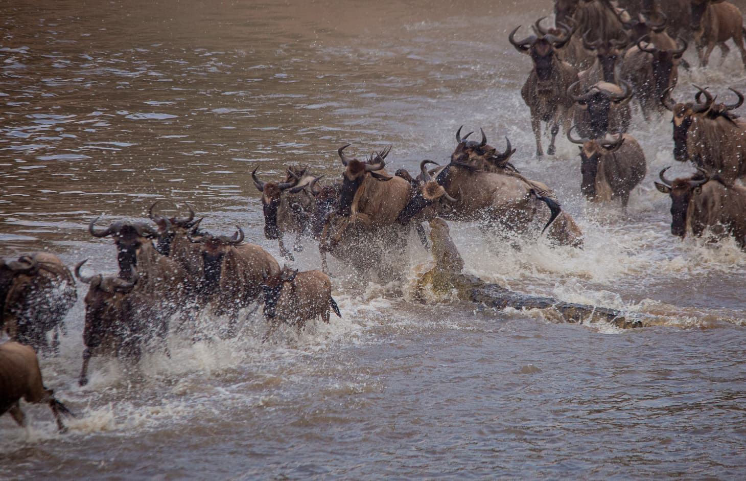 7-day: Great Serengeti Wildebeest Migration safari