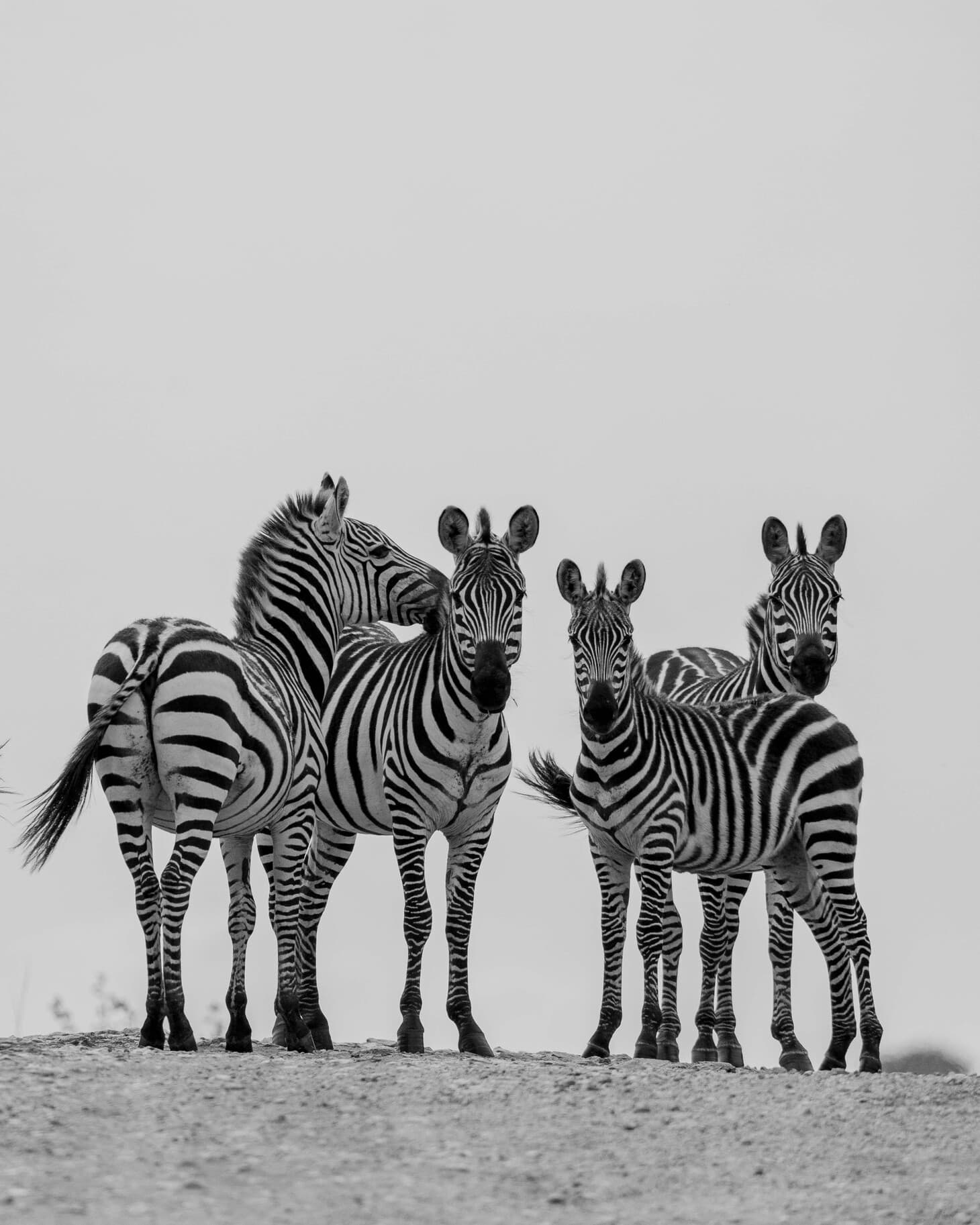 1-Day: Selous Game Reserve Safari from Zanzibar