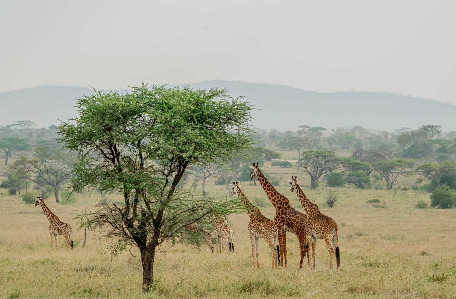 7-Day : Zanzibar,Tarangire & Ngorongoro Safari Holiday