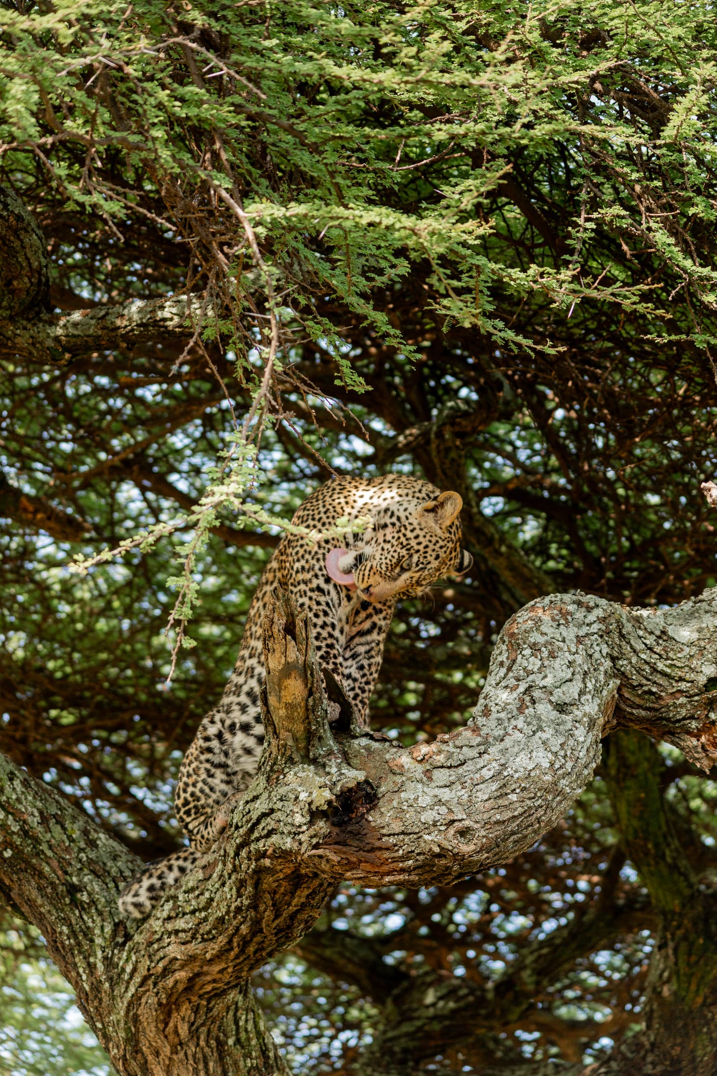 12-Day :Tanzania Zanzibar Diamond Luxury Holiday