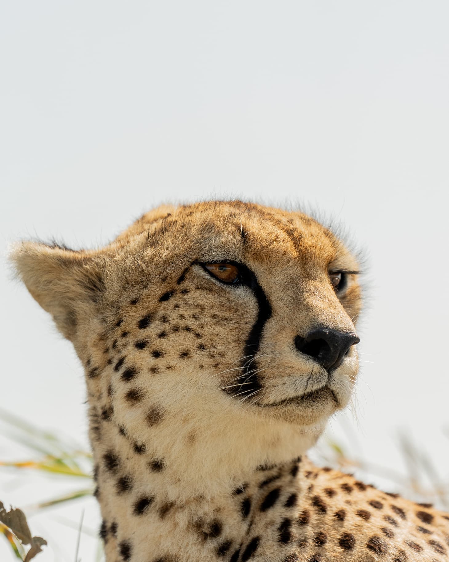 9-Day :Serengeti & Maasai Mara Safari