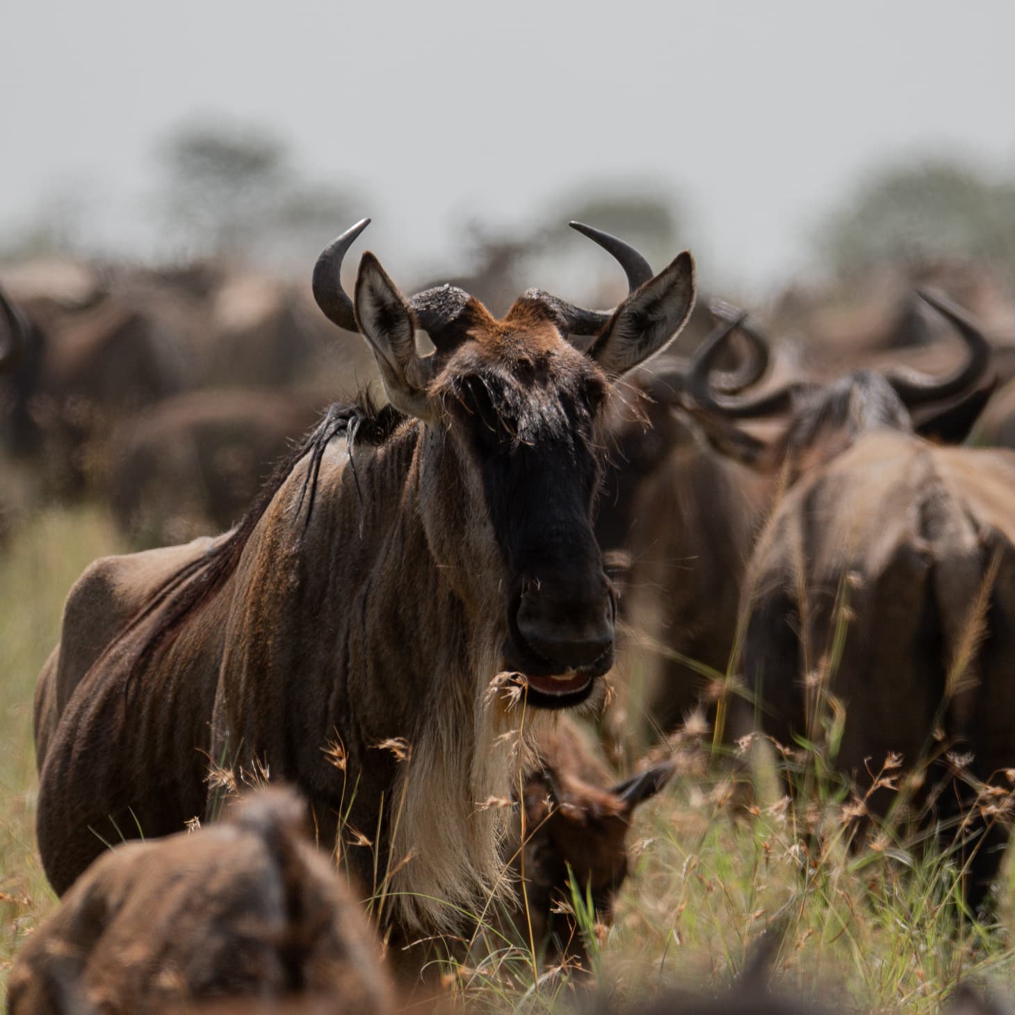 Nyerere National Park